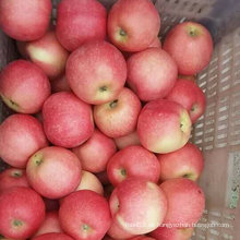 Neuer Ernte-frischer süßer roter Gala Apple